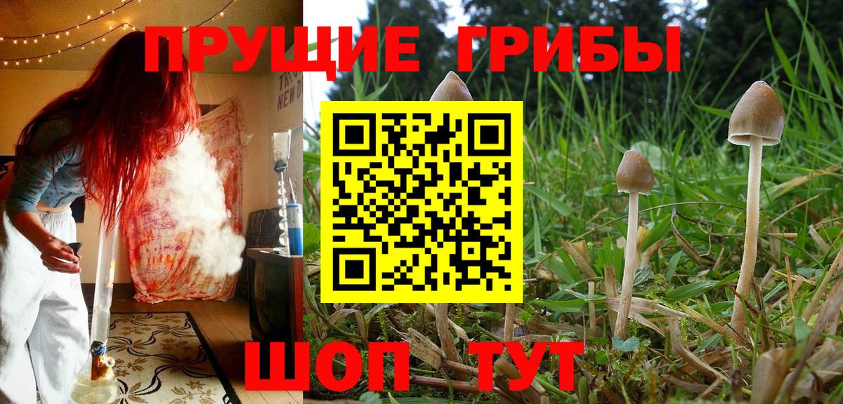Псилоцибиновые грибы Psilocybine cubensis  Вход с VPN  Кисловодск 